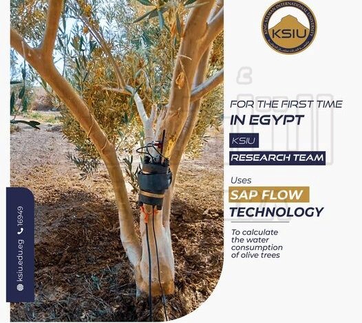 إنجاز جديد لطلاب جامعة الملك سلمان الدولية .. إجراء بحوث للتقنيات الرقمية الذكية لحساب الاستهلاك المائي لأشجار الزيتون